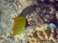 IMG_5705_longnose_butterflyfish_wm