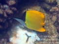 IMG_5707_longnose_butterflyfish_wm
