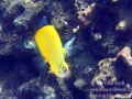 IMG_5708_longnose_butterflyfish_wm