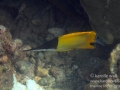 IMG_5710_longnose_butterflyfish_wm