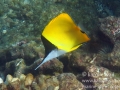 IMG_5713_longnose_butterflyfish2_wm