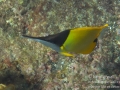 IMG_5718_longnose_butterflyfish_wm