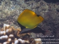 IMG_5723_longnose_butterflyfish_wm