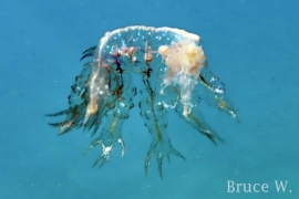 Melibe engeli Melibe engeli