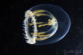 Melicertum octocostatum Melicertum octocostatum