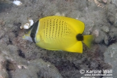 Milletseed Butterflyfish