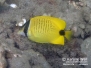 Milletseed Butterflyfish