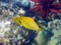 milletseed-butterflyfish-noseWM