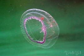 Mitrocomella polydiademata Mitrocomella polydiademata