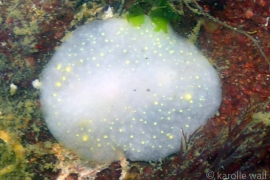 Cadlina Modesta, Modest Cadlina Cadlina Modesta, Modest Cadlina