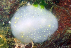 Cadlina Modesta, Modest Cadlina