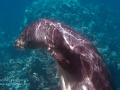 Hawai'ian Monk Seal Scratching Her Head