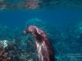 Hawai'ian Monk Seal Scratching Her Head