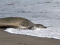 Resting in Sea Foam