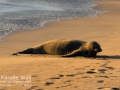 Monk Seal Basking in Setting Suni