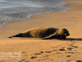 Monk Seal Basking in Setting Suni