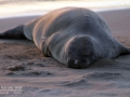 Hawaiian Monk Seal Basking in Setting Sun