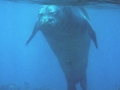 Hawaiian Monk Seal Floating/Breathing