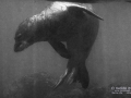 Hawaiian Monk Seal Turning Away from Humans (a good thing!)