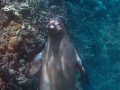 Hawaiian Monk Seal Coming Up for Air