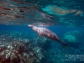 Hawaiian Monk Seal Breathing