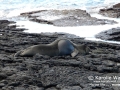 Hawaiian Monk Seal Resting on Rocks
