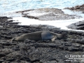 Hawaiian Monk Seal Resting on Rocks