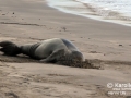 Hawaiian Monk Seal Molting