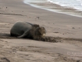 Hawaiian Monk Seal Molting