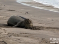 Hawaiian Monk Seal Molting