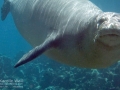 Hawaiian Monk Seal  Facial Scar