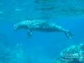 Hawaiian Monk Seal Coming Up for Air