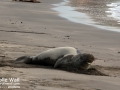 Hawaiian Monk Seal Molting