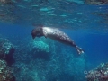 Hawaiian Monk Seal Scratching Head