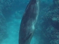 Hawaiian Monk Seal Going Down into Cave