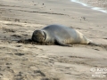 Hawaiian Monk Seal -- Last Days of Molting