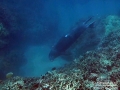 Hawaiian Monk Seal Diving (white spot)