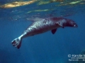 Hawaiian Monk Seal Coming Up for Air