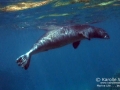 Hawaiian Monk Seal Coming Up for Air