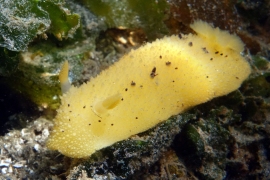 Monterey Dorid Monterey Dorid