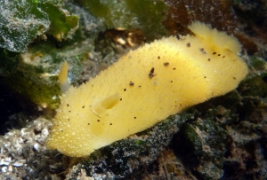 Monterey Dorid