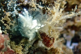 Mourgona? Sp.# 2 Mourgona? Sp.# 2