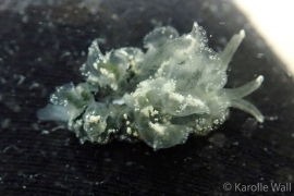 Autotomatizing Cerata of Margona (?) Sp.# 5 Autotomatizing Cerata of Margona (?) Sp.# 5