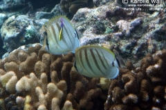Multiband or Pebbled Butterflyfish