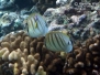 Multiband or Pebbled Butterflyfish