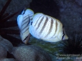 DSC01723-multiband-butterflyfish-wm