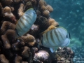 DSC07172-two-multiband-butterflyfish-wm