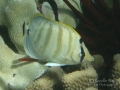 DSC2489-baby-multiband-butterflyfishWMWP