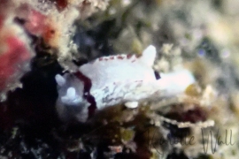 Murphydoris cf. cobbi Murphydoris cf. cobbi