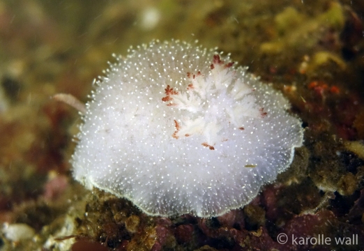 Nanaimo Horned Dorid